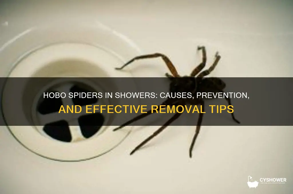 how do hobo spiders get in the shower