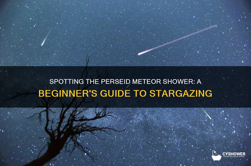 how do i find the perseid meteor shower