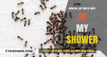 Effective Ways to Eliminate Ants from Your Shower Area