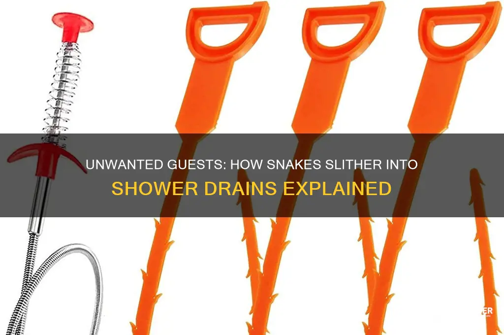how do snakes get into shower drain