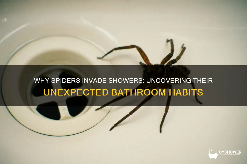 how do spiders get in the shower
