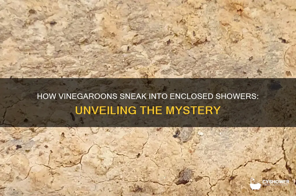 how do vinegroons get inside of an enclosed shower