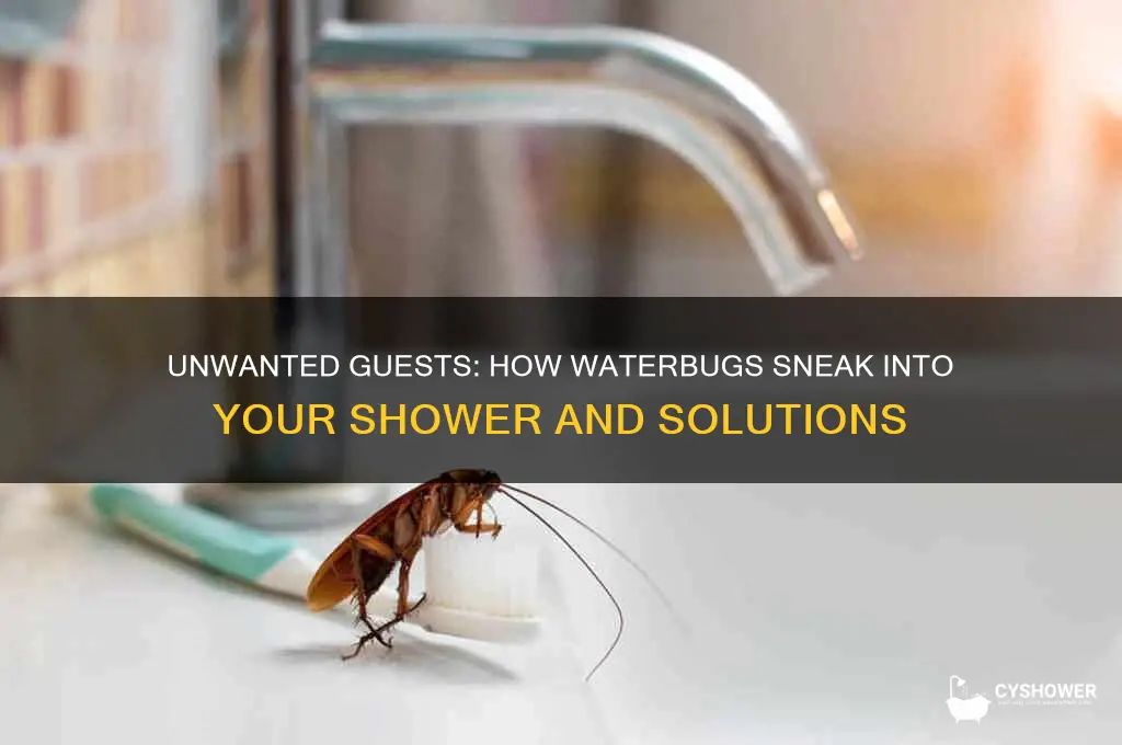 how do waterbugs get in your shower