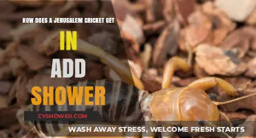 Jerusalem Cricket in Your Shower: Causes, Prevention, and Safe Removal