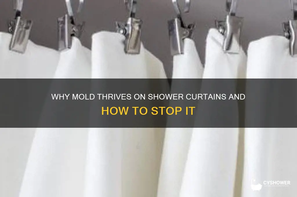 how does mold grow on shower curtain