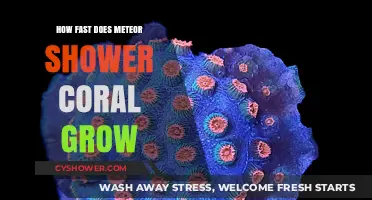 Rapid Growth of Meteor Shower Coral: Unveiling Its Speedy Development