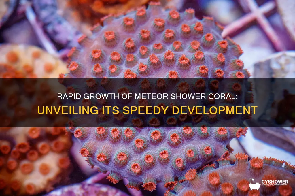 how fast does meteor shower coral grow
