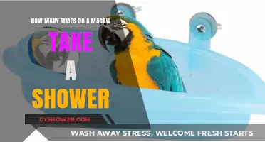 Macaw Bathing Habits: How Often Do They Take Showers?