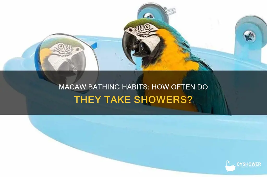 how many times do a macaw take a shower