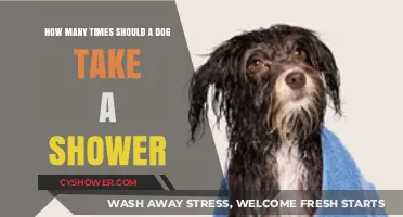Dog Bathing Frequency: How Often Should Your Pup Get Clean?