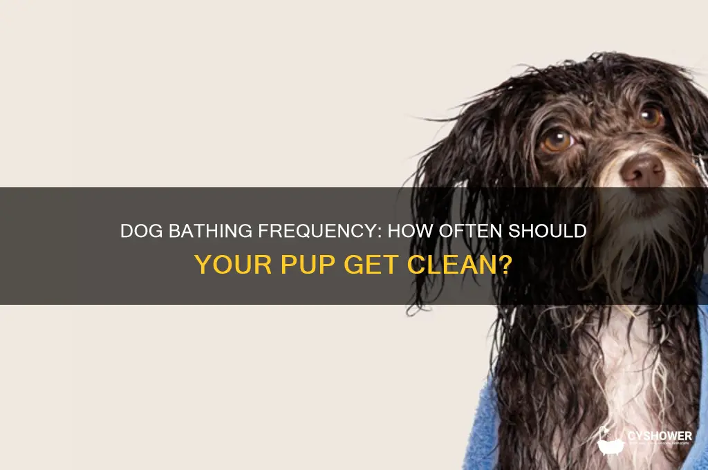 how many times should a dog take a shower