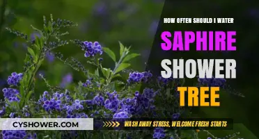 Optimal Watering Schedule for Your Sapphire Shower Tree: Expert Tips