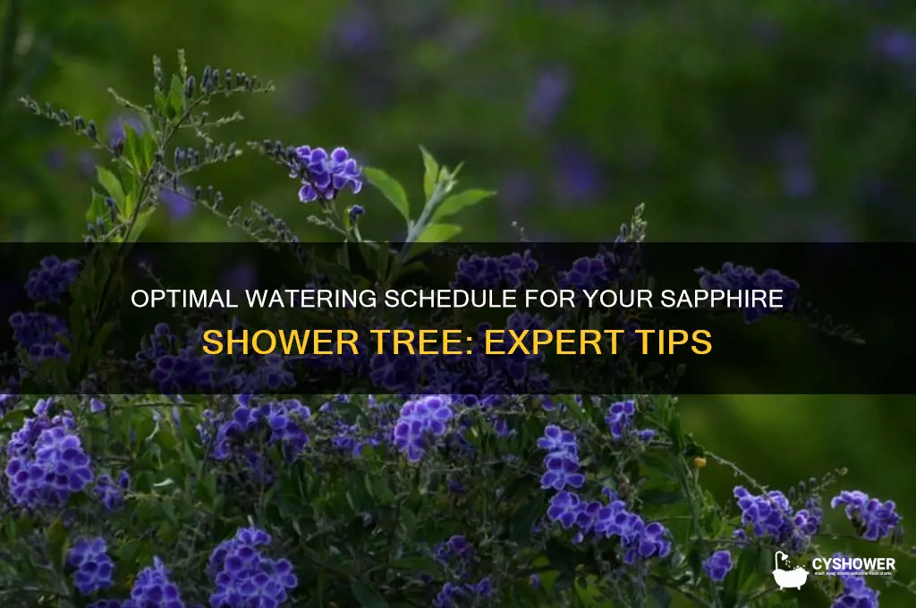 how often should i water saphire shower tree