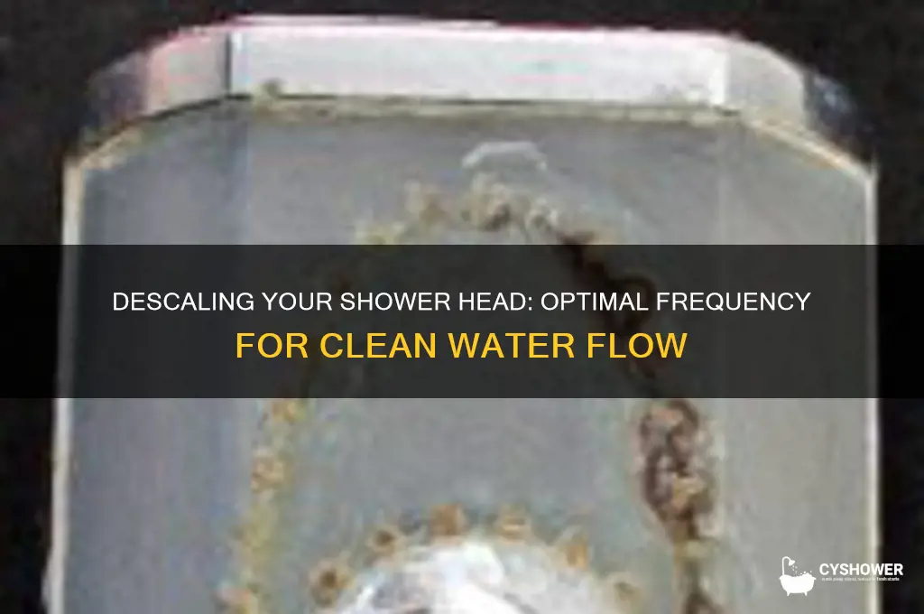 how often should you descale a shower head