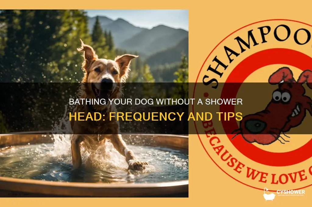 how often to bathe a dog without shower head