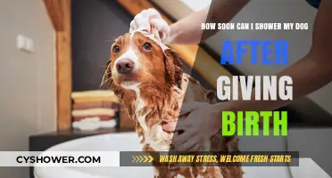 Postpartum Pup Care: When to Safely Bathe Your New Mom Dog