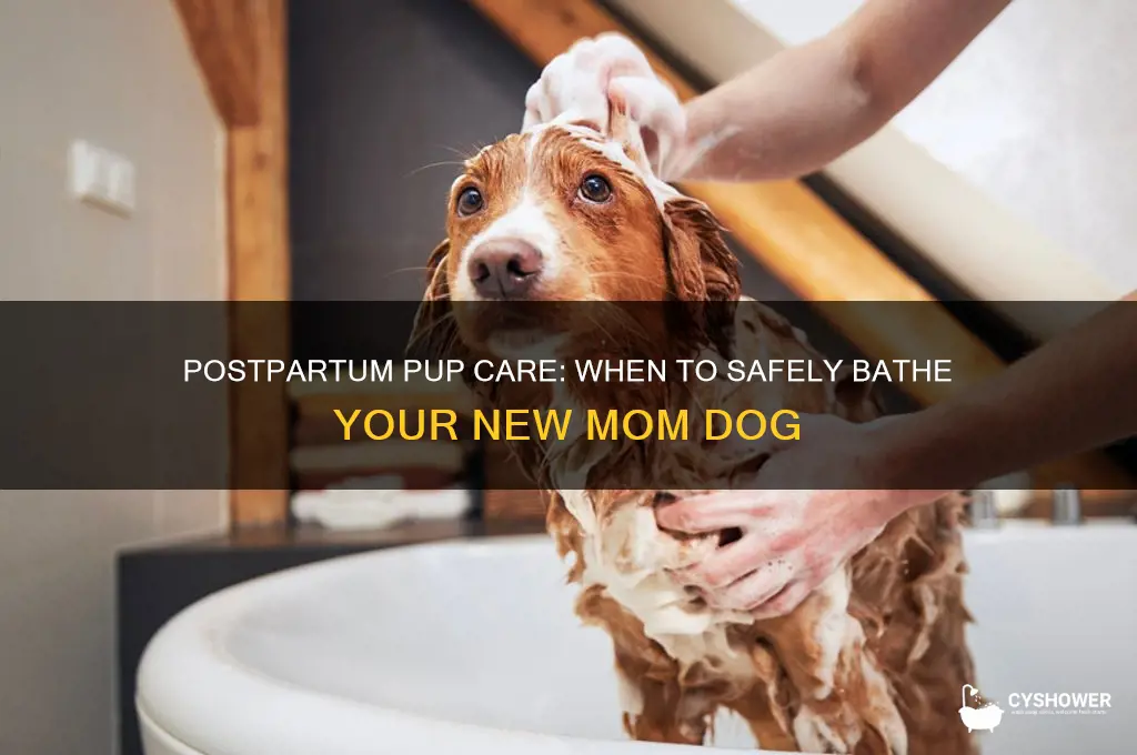 how soon can i shower my dog after giving birth