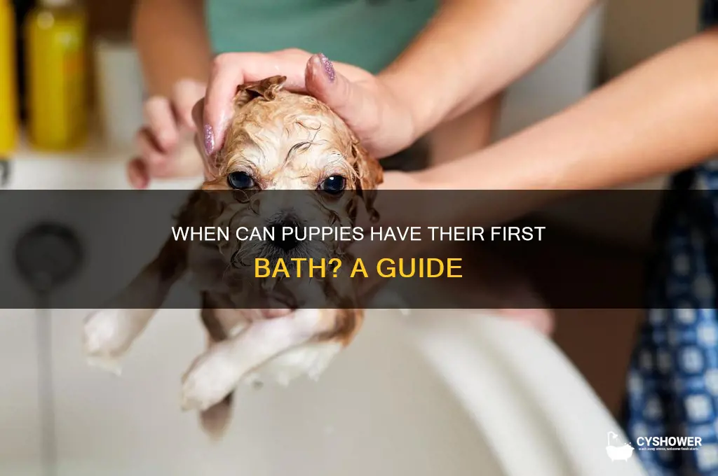 how soon can i shower my puppy