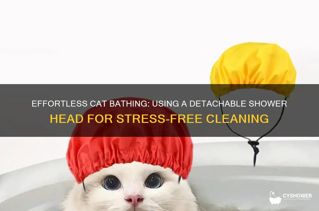 how to bathe a cat with a detachable shower head