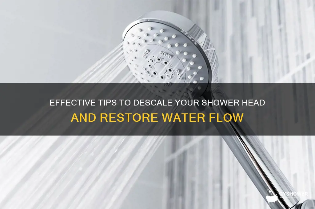 how to descale a shower head
