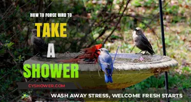 Encouraging Your Feathered Friend: Tips for a Successful Bird Bath Time