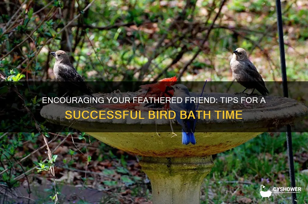 how to force bird to take a shower