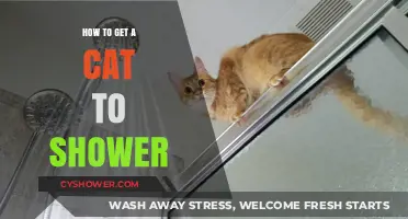 Gentle Tips for Bathing Your Cat: Stress-Free Shower Guide