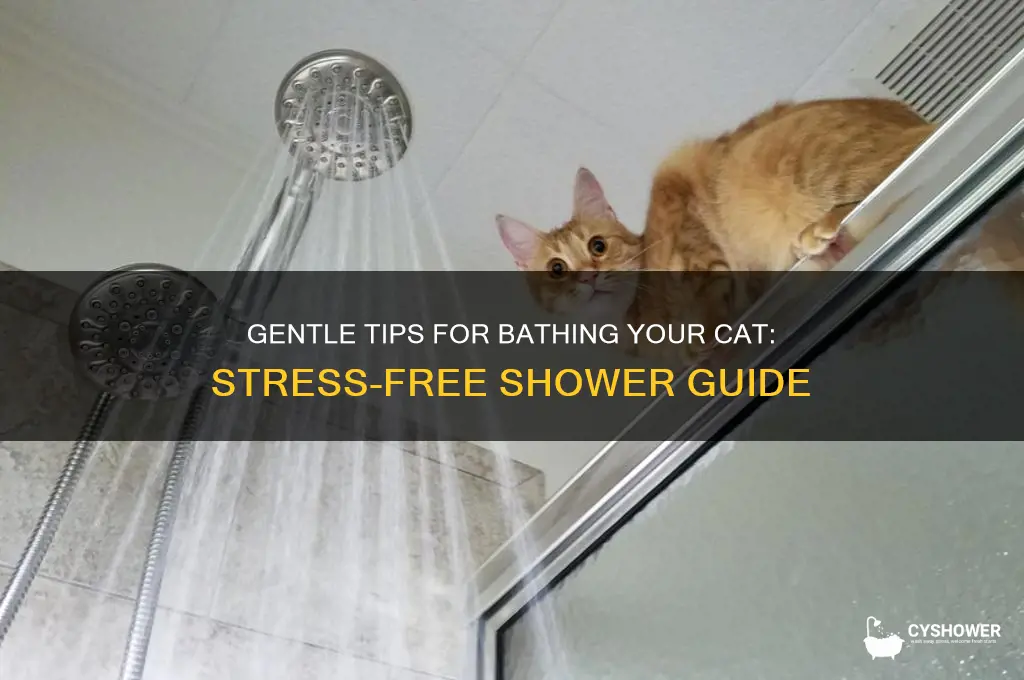 how to get a cat to shower