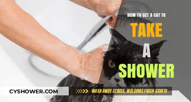 Purr-fectly Clean: Gentle Tips for Showering Your Cat Stress-Free