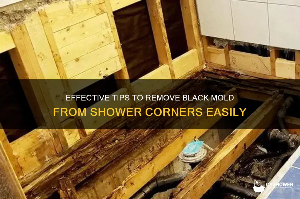 how to get black mold off shower corners