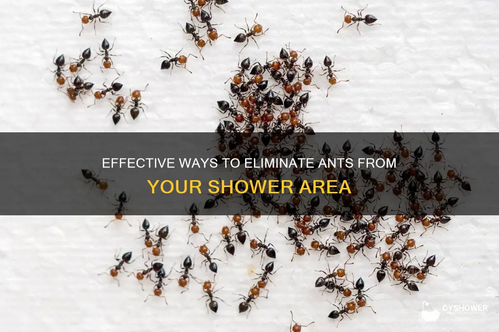 how to get rid of ants in the shower