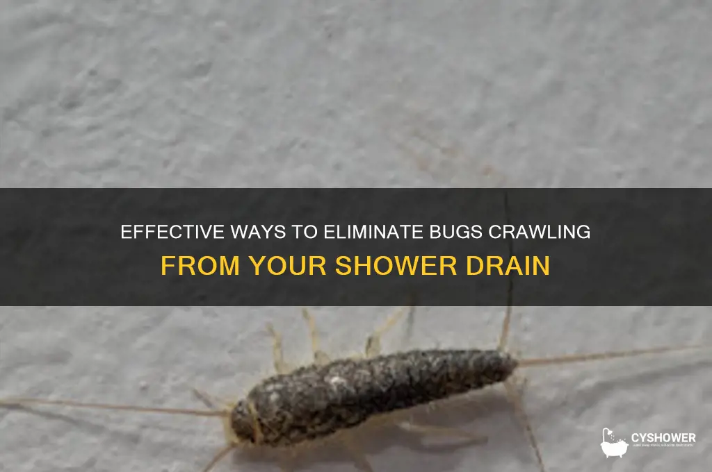 how to get rid of bugs coming from shower drain