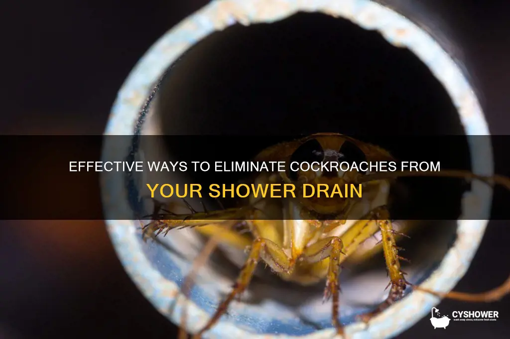how to get rid of cockroaches in shower drain