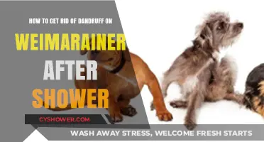 Effective Post-Shower Dandruff Remedies for Your Weimaraner's Coat