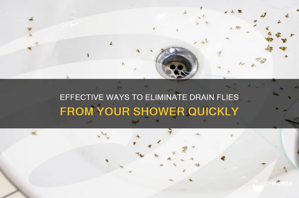how to get rid of drain flies in a shower