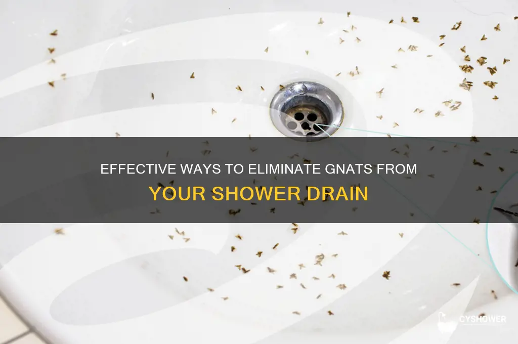 how to get rid of gnats in my shower drain