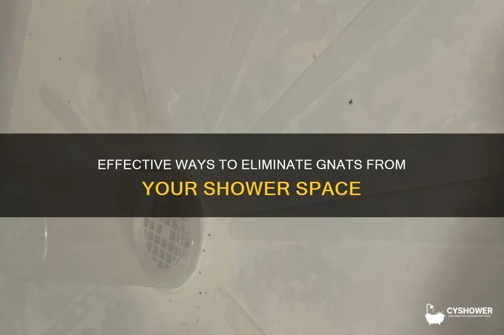 how to get rid of gnats in shower