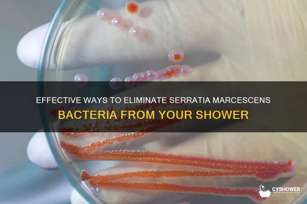 how to get rid of serratia marcescens in shower