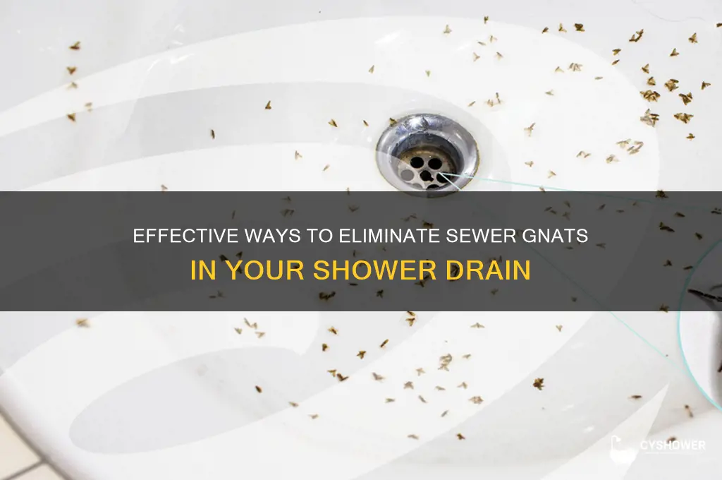how to get rid of sewer knats in shower