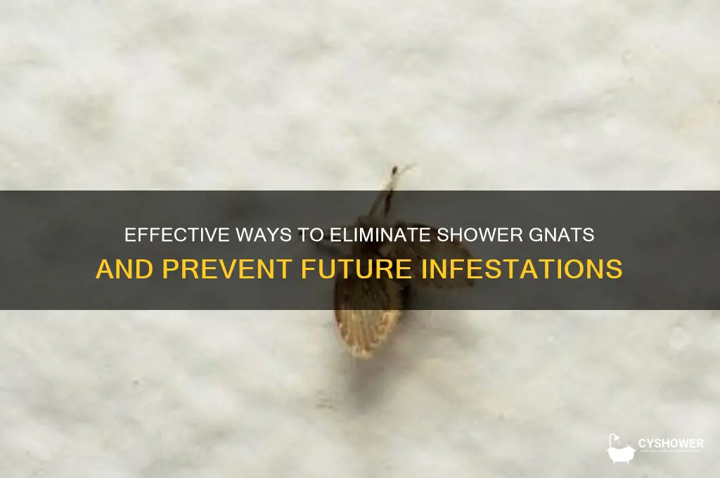 how to get rid of shower gnats