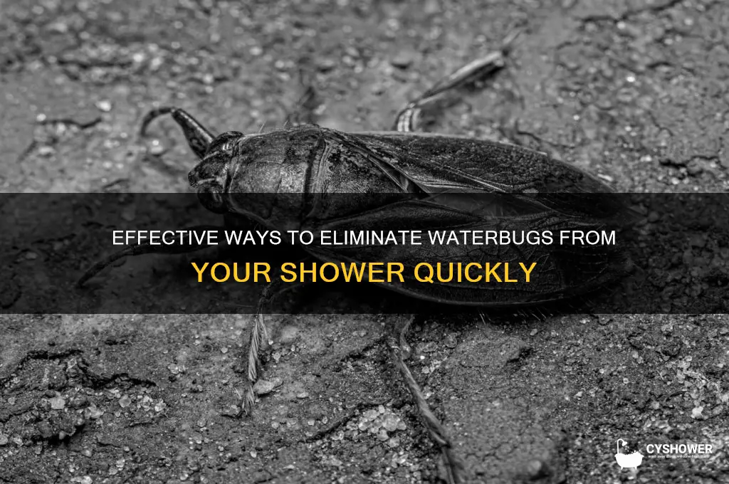 how to get rid of waterbugs in shower