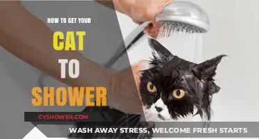 Purr-fectly Clean: Gentle Tips for Showering Your Cat Stress-Free