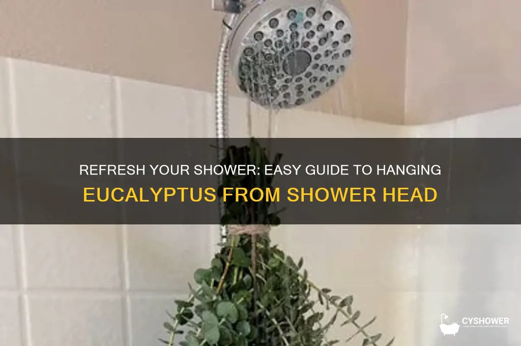 how to hang eucalyptus from shower head