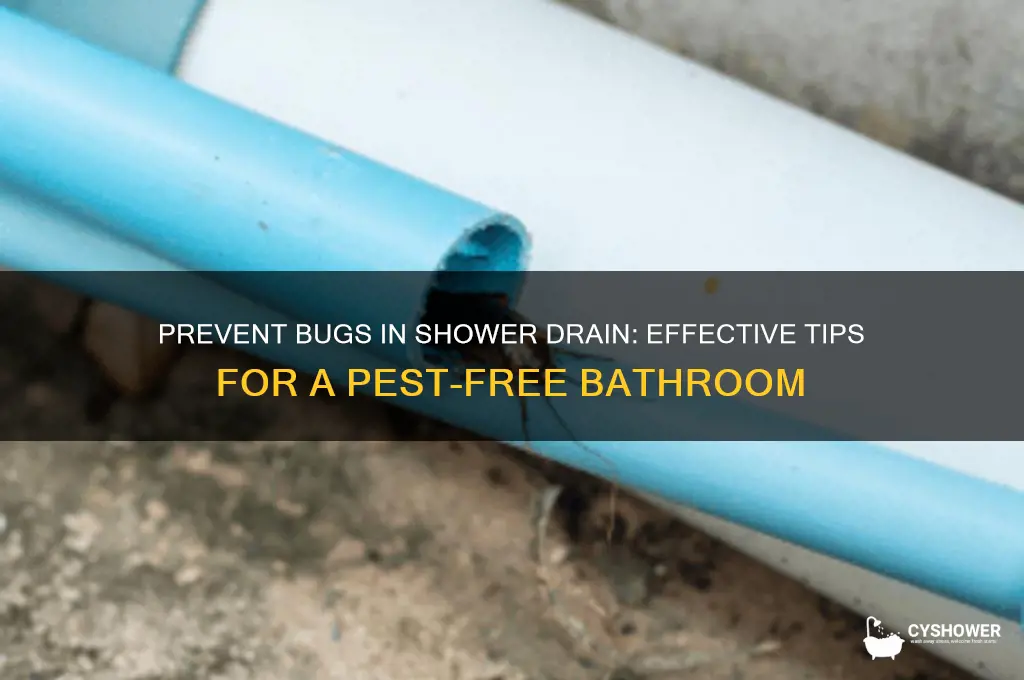 how to keep bugs from coming up shower drain