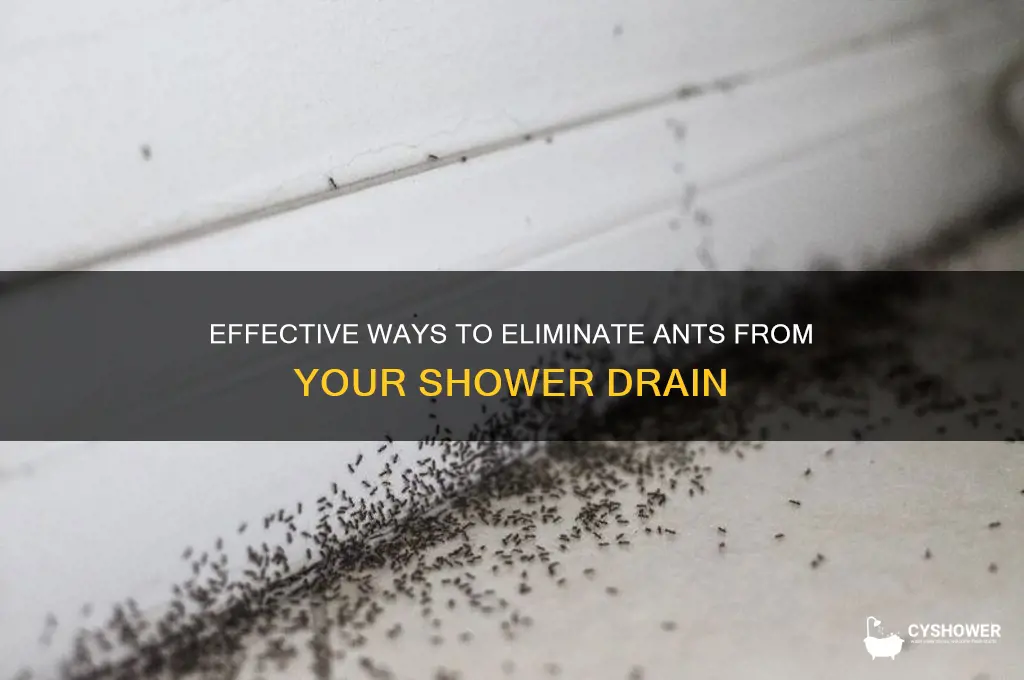 how to kill ants in shower drain