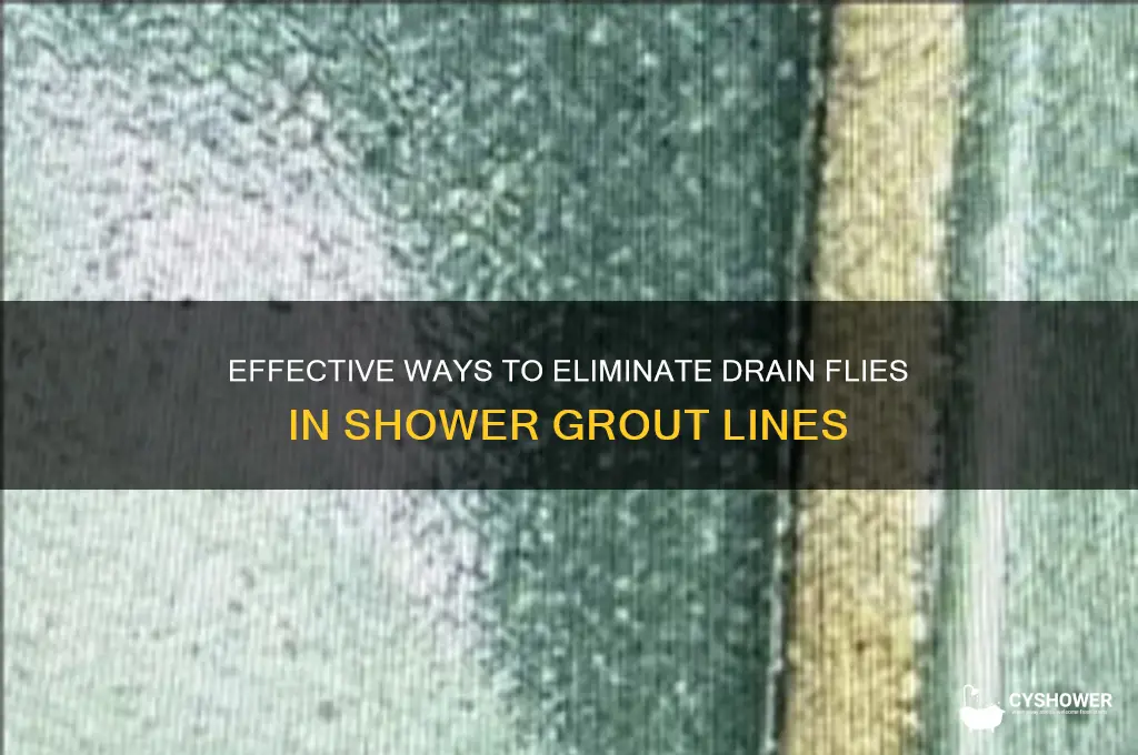 how to kill drain flies in grout lines in shower