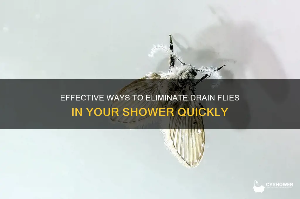 how to kill drain flies in shower