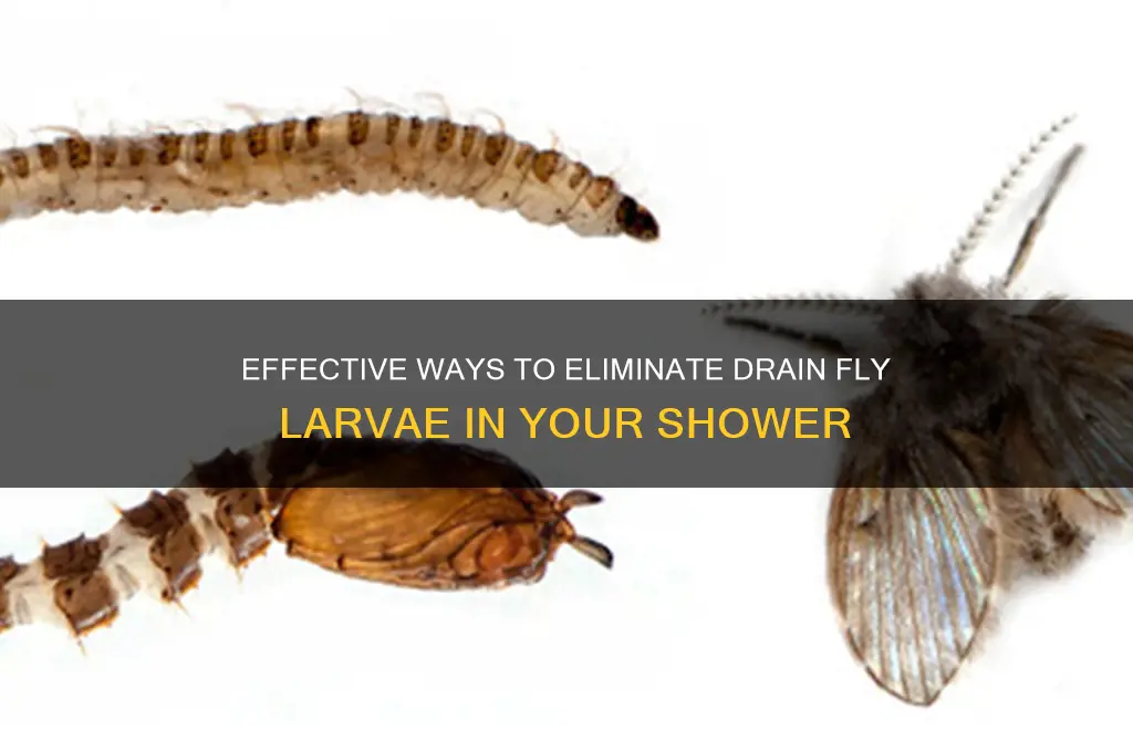 how to kill drain fly larvae in shower