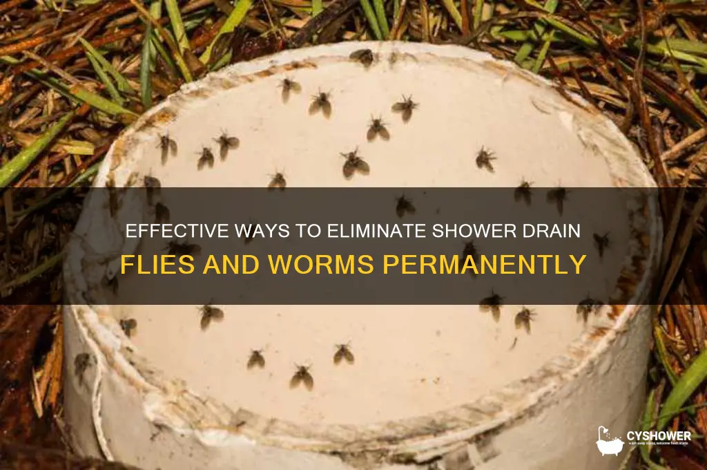 how to kill shower drain flies and worms hunkerhunker