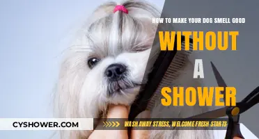 Freshen Up Your Pup: Bath-Free Tips for a Fragrant Furry Friend